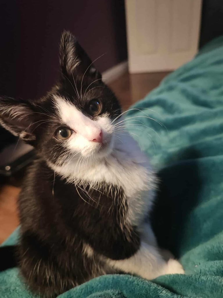 Lovely 9 weeks old girl for sale 