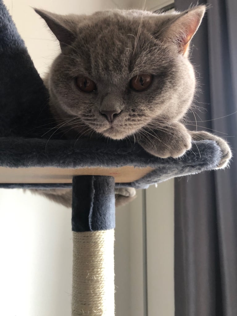 British Shorthair Cat