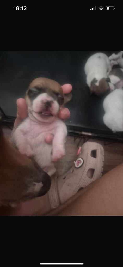 Jack Russell