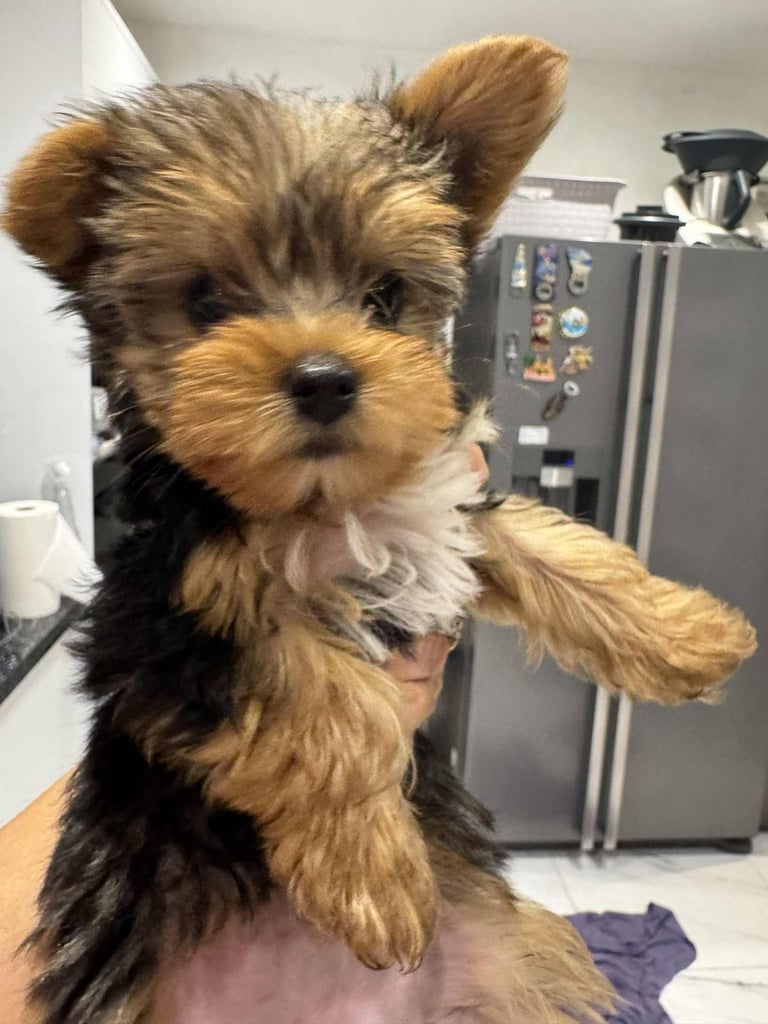 Yorkshire terrier, boys and girls. 
