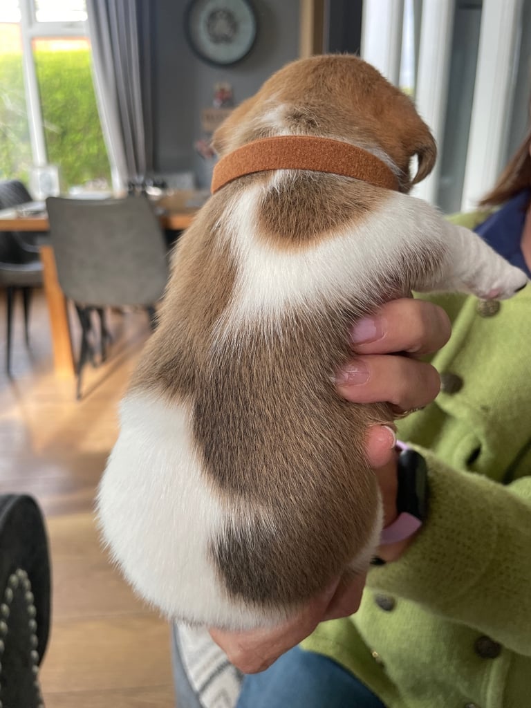 Jack Russell Pups