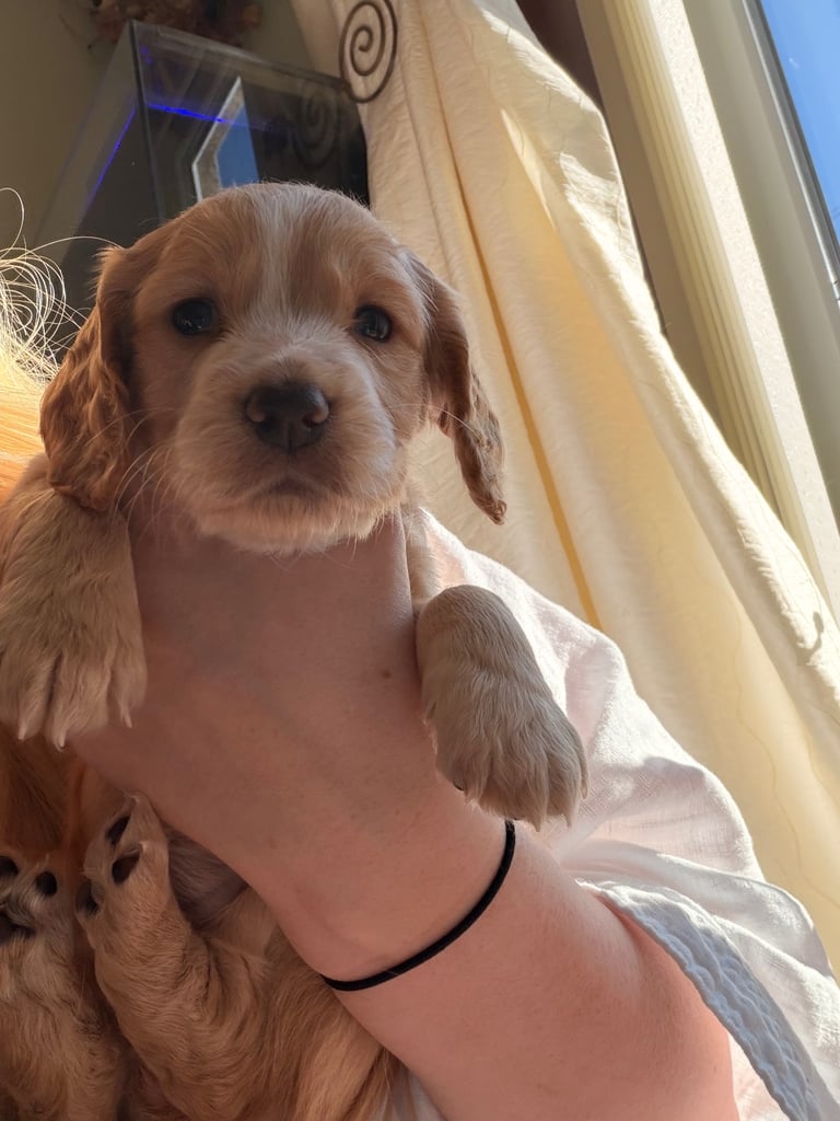 Stunning cocker spaniels 
