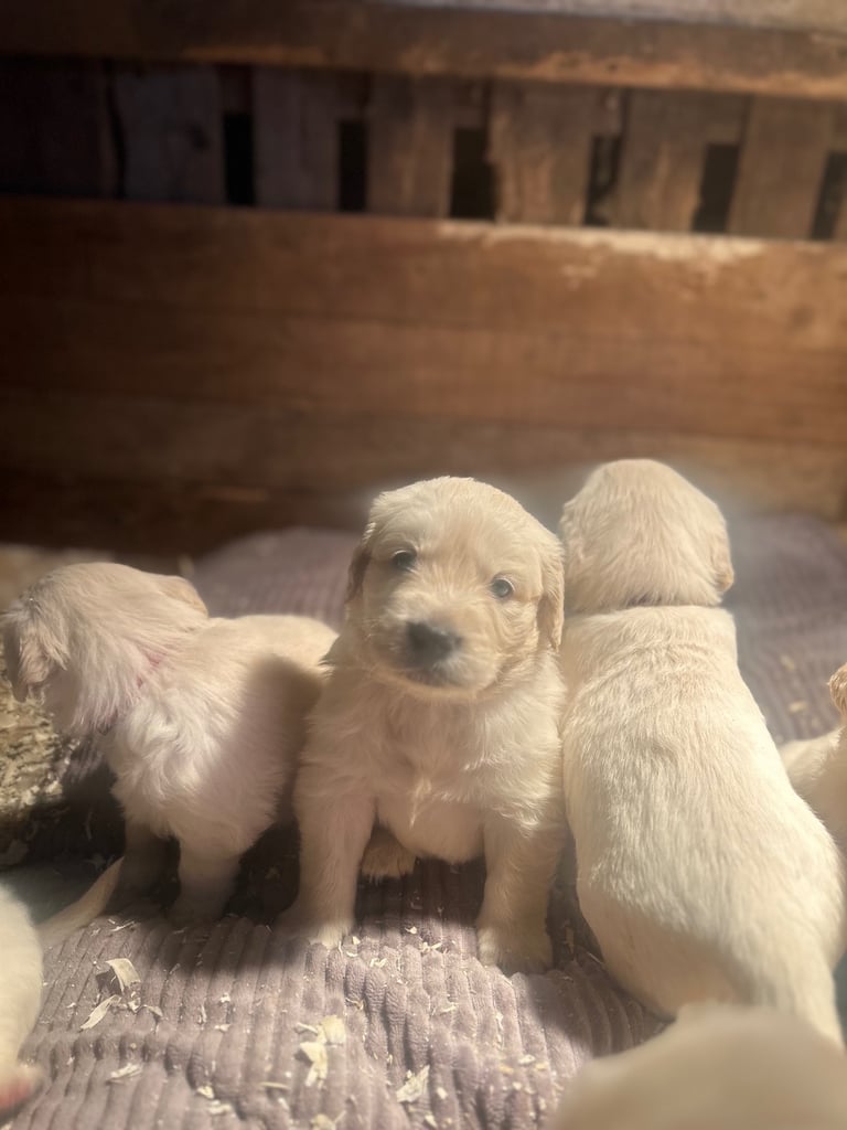 Golden retriever pups 