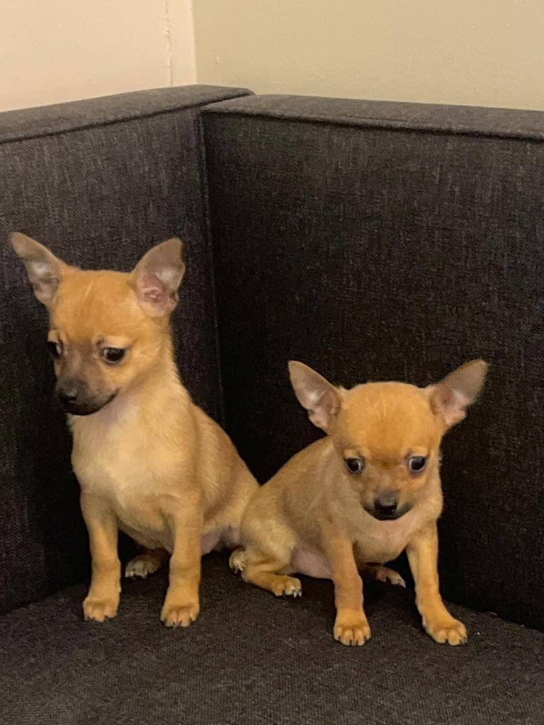Chihuahua puppies 