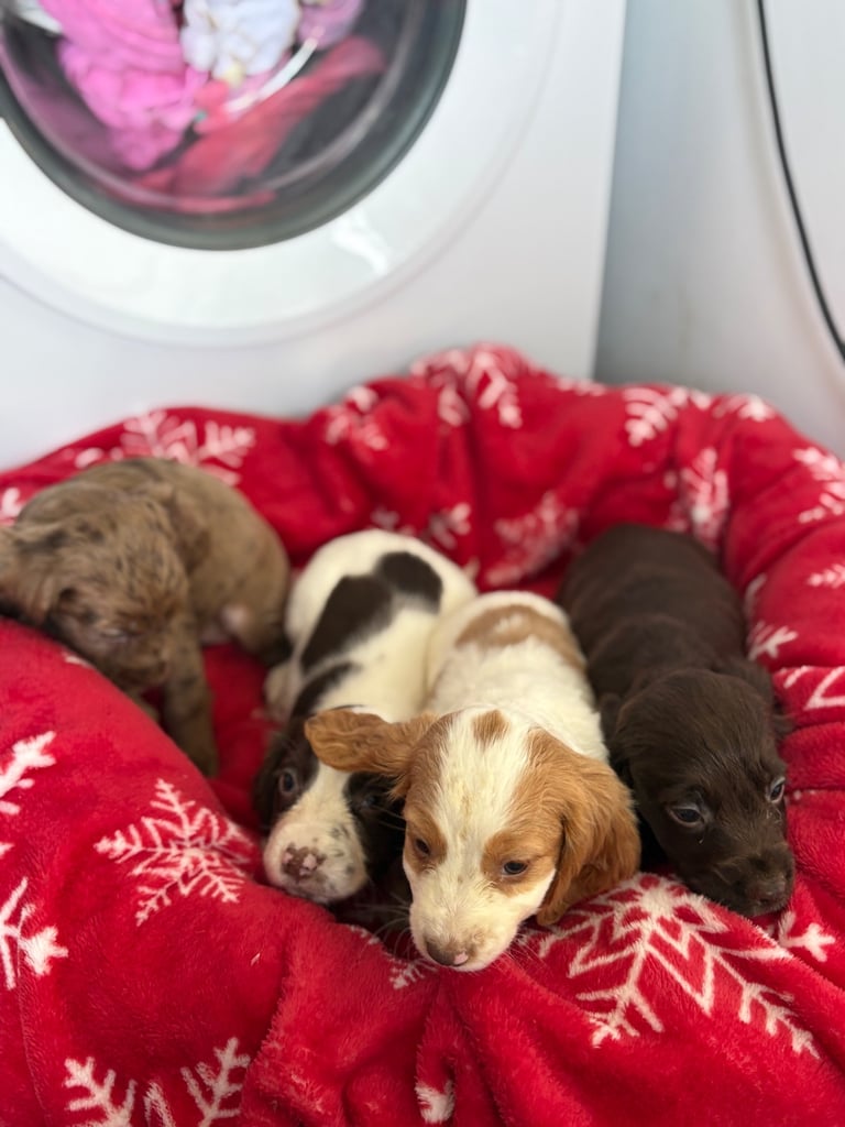 Beautiful Cocker Spaniel Puppys 😍