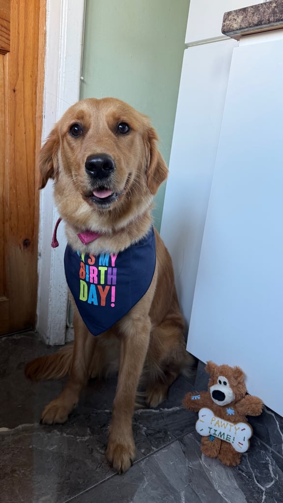 Golden Retriever for sale 