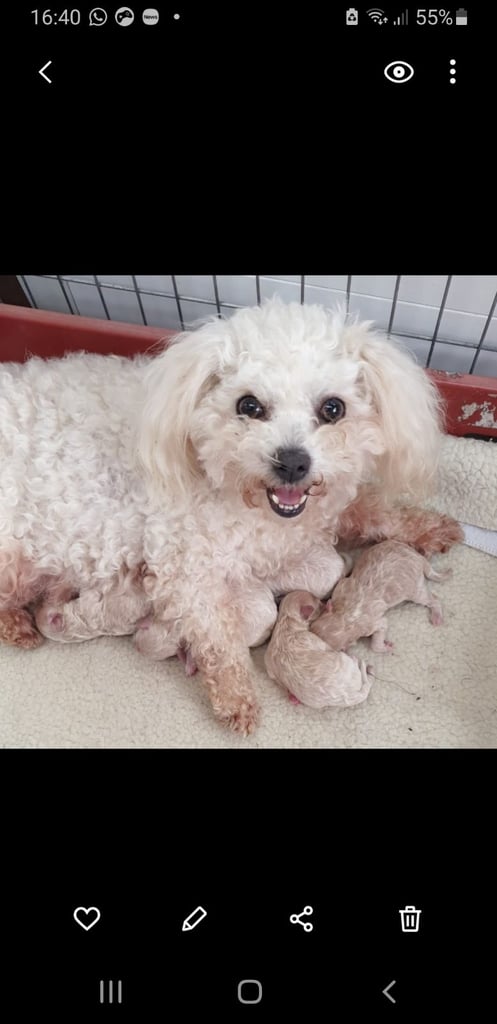 Maltipoo puppies 