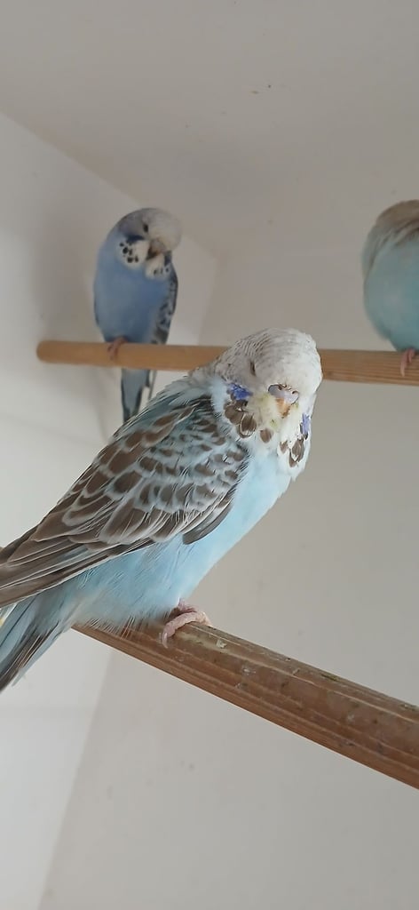 Baby Budgies and 7 mouth old Budgies