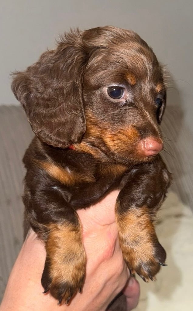 4 long haired miniature dachshund 