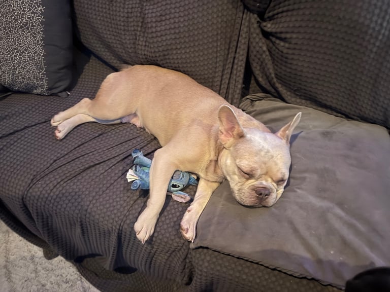 Beautiful Frenchbulldogs 