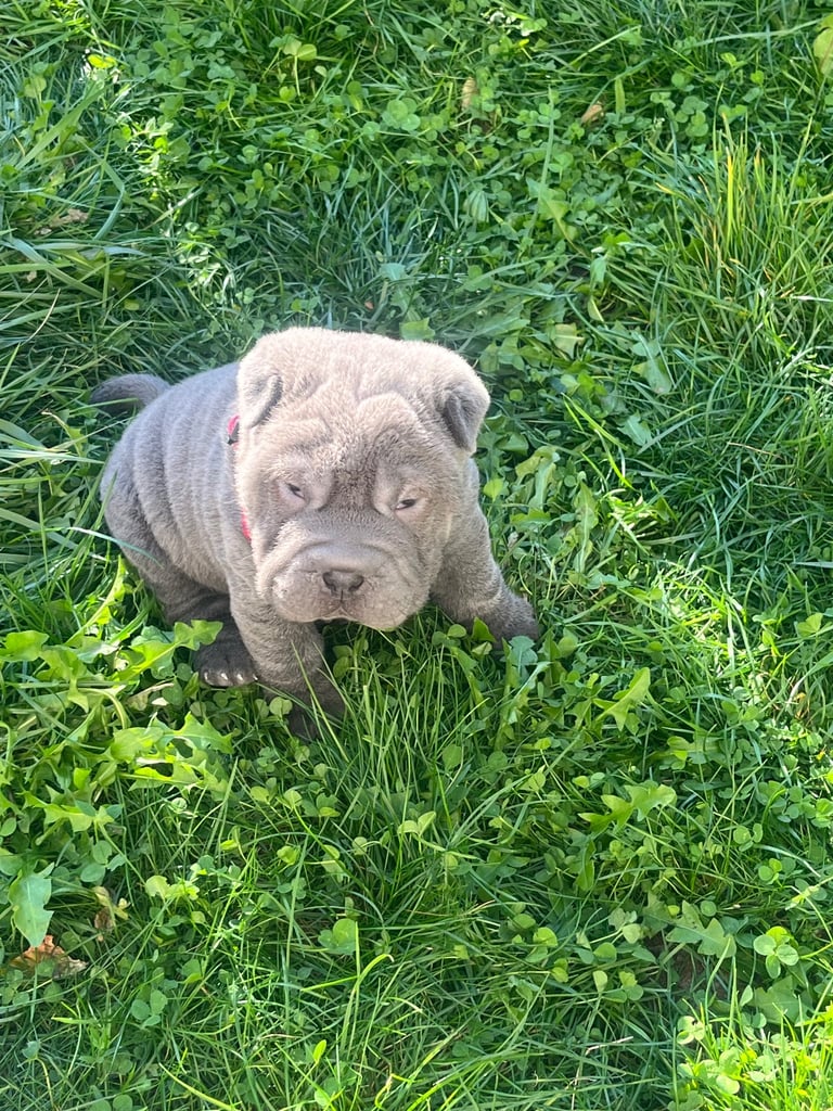 Shar pie puppy’s 