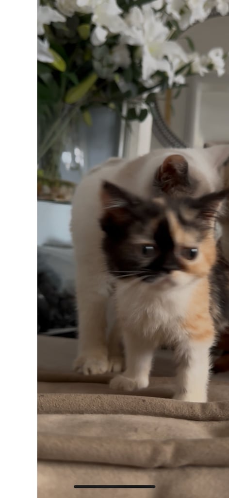 Persian Kittens For Sale