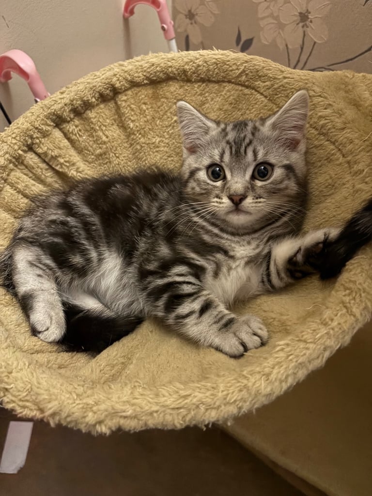 British shorthair cross kitten