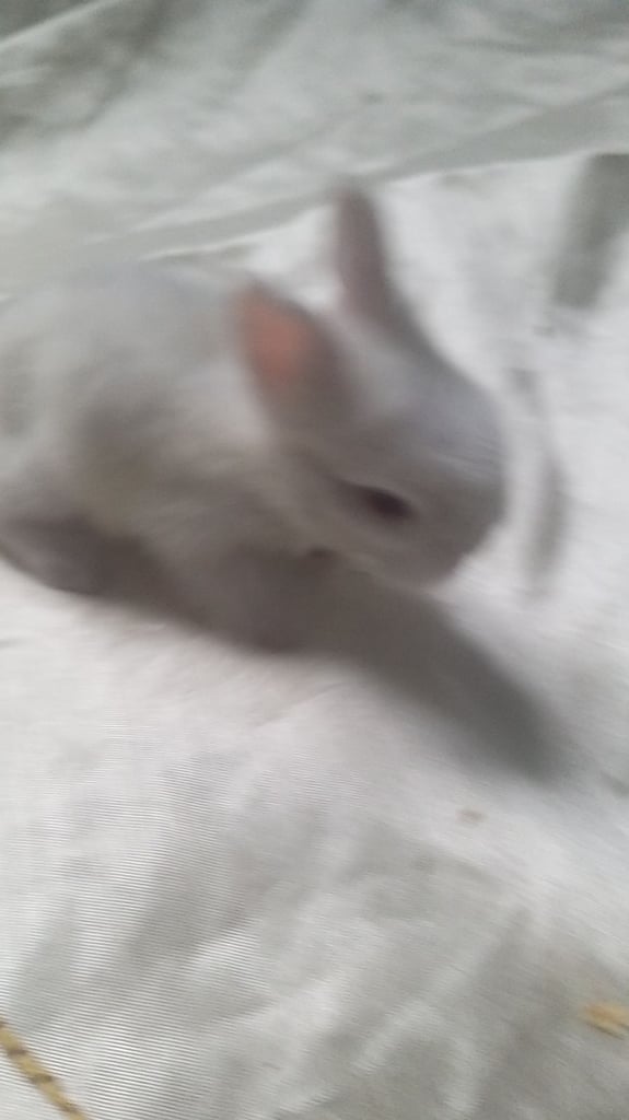 image for 2babys 3 adult rabbits 