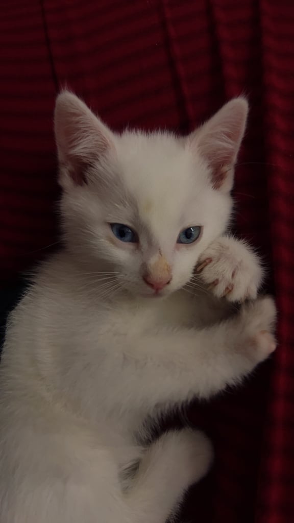 image for Kitten for sale
