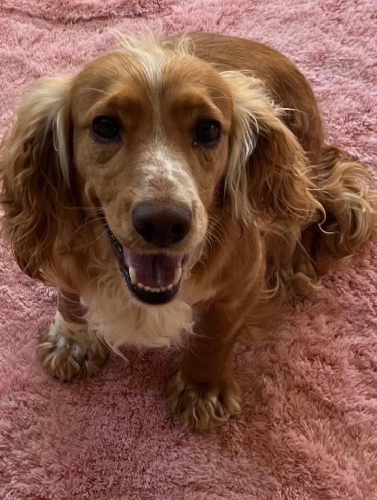 image for Gorgeous Cocker Spaniel Girl 3 years old! 