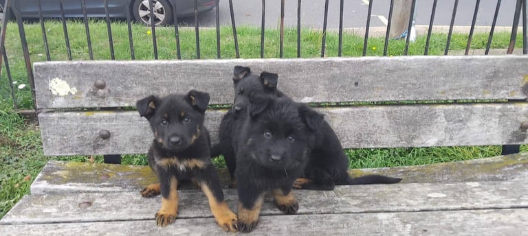 image for German Shepherd