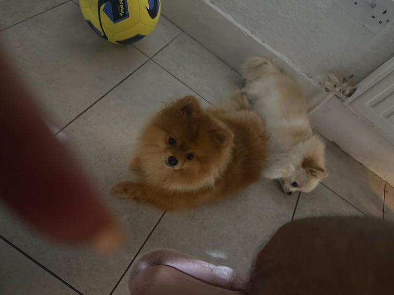 Champion blood line pomeranians 