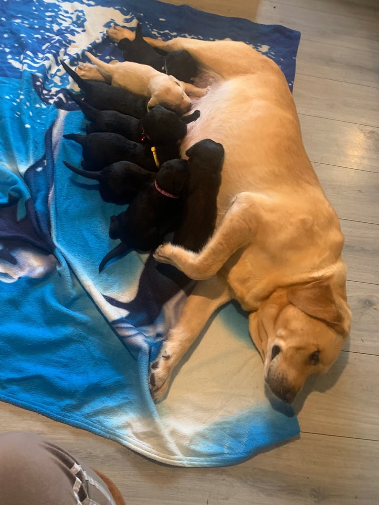 Labrador puppies 