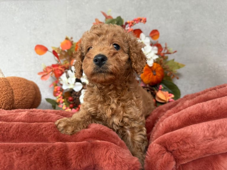 2 Gorgeous F2 Cockapoo puppies for sale 
