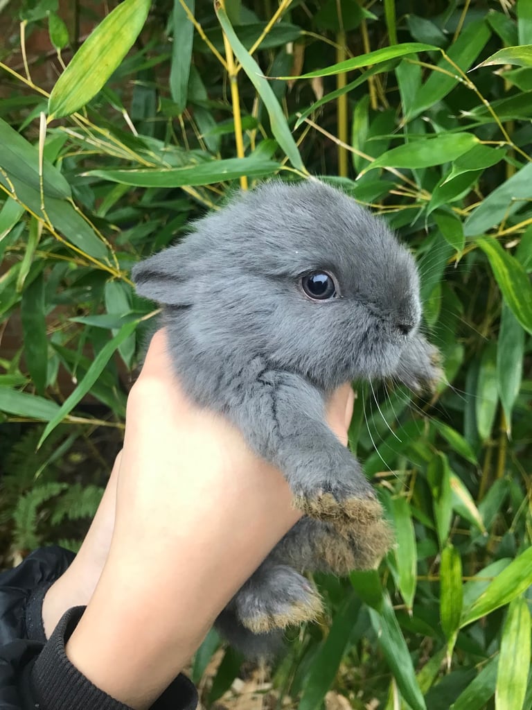 Baby rabbits ready now last 2 boys