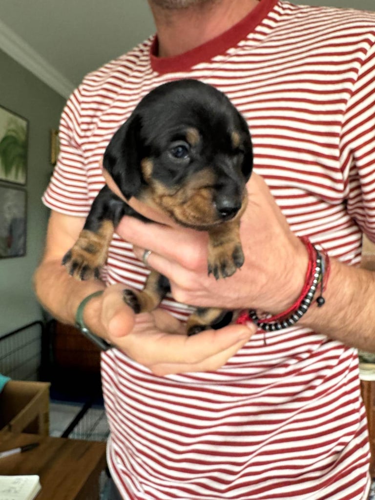 Miniature Dachshund Puppies   **Ready soon**