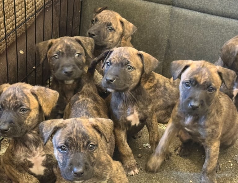 American bully pups ready NOW!!