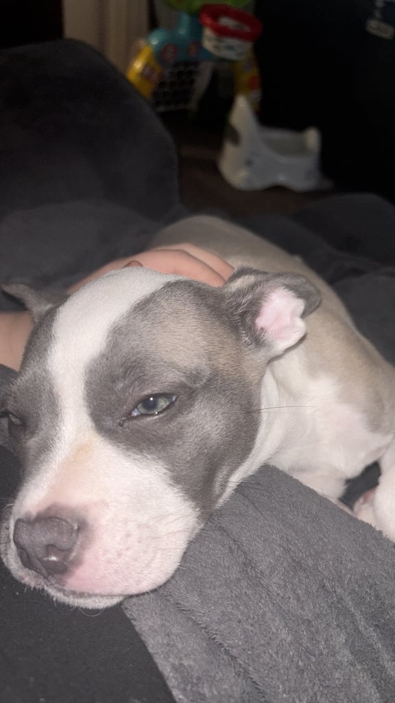 Staffie x frenchie for sale