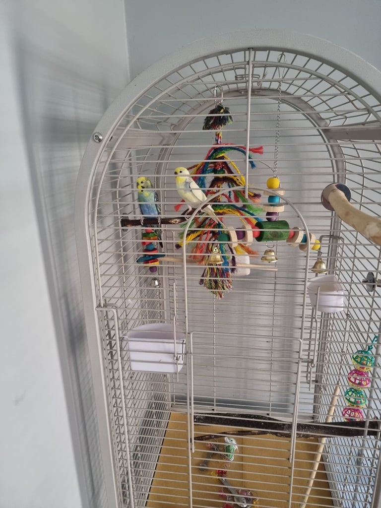 Parrot cage
