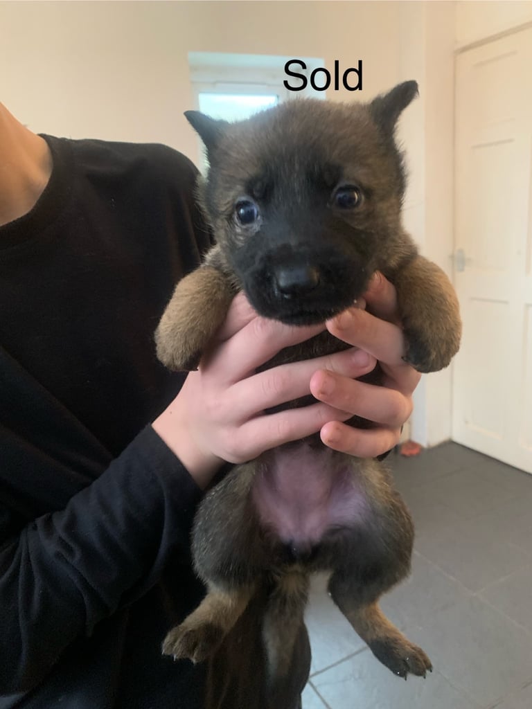 Pups for sale 