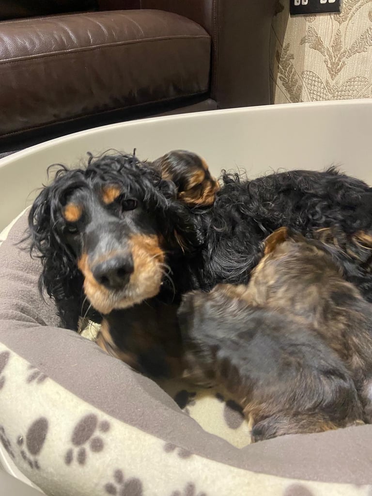Beautiful Cockapoo puppies
