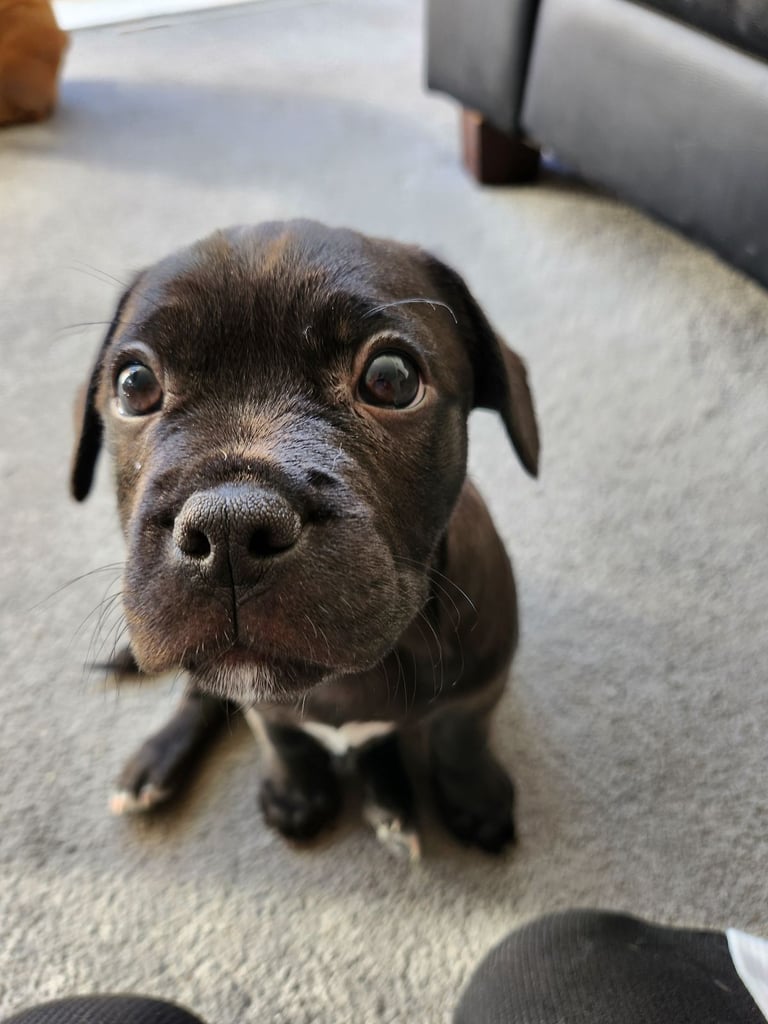 image for 2 months old frenchie x jack Russell 