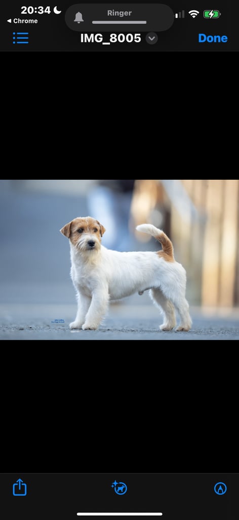 Outstanding Pedigree Jack Russell Puppies