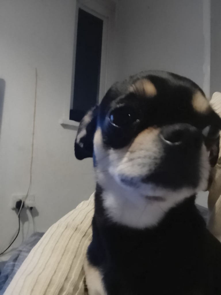 Chihuahua 