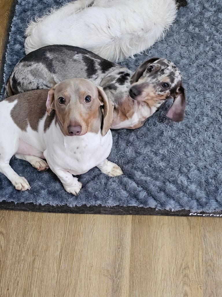 2 miniature dachshunds 