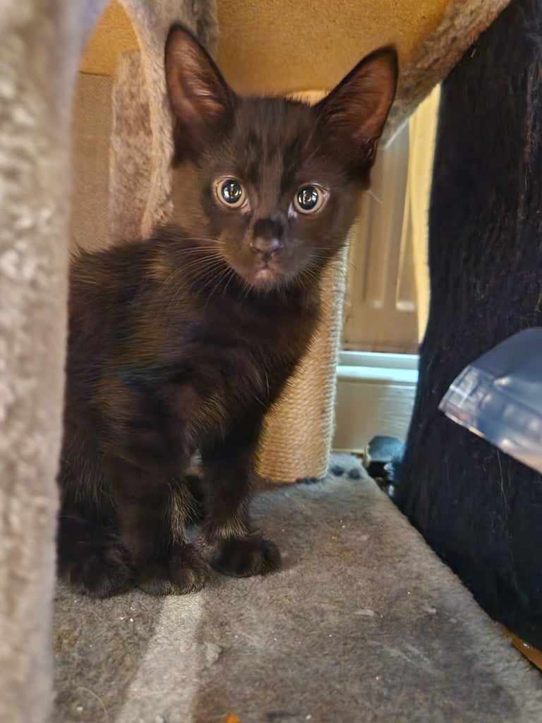 Black kitten 