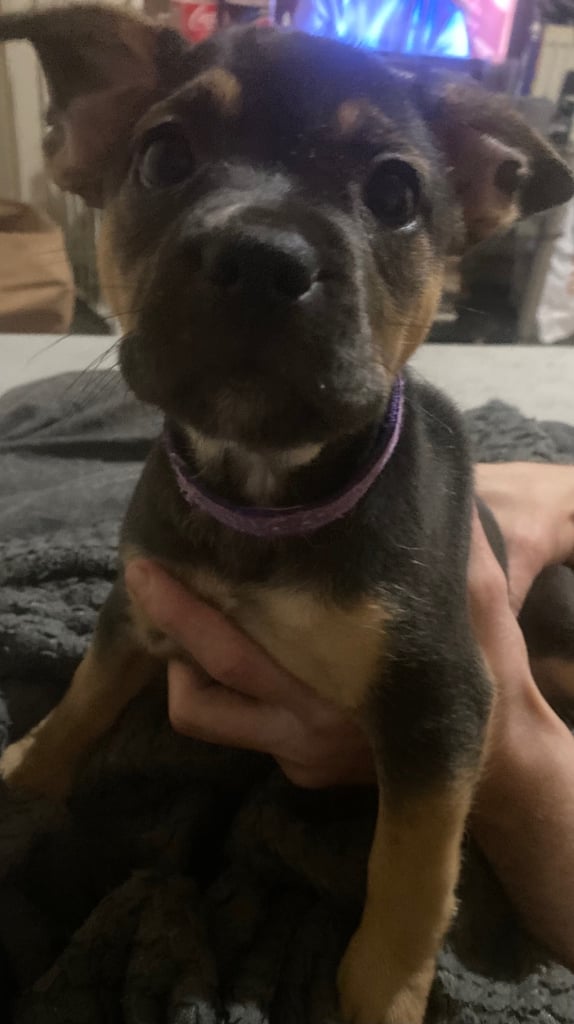 6 French jack pups for sale
