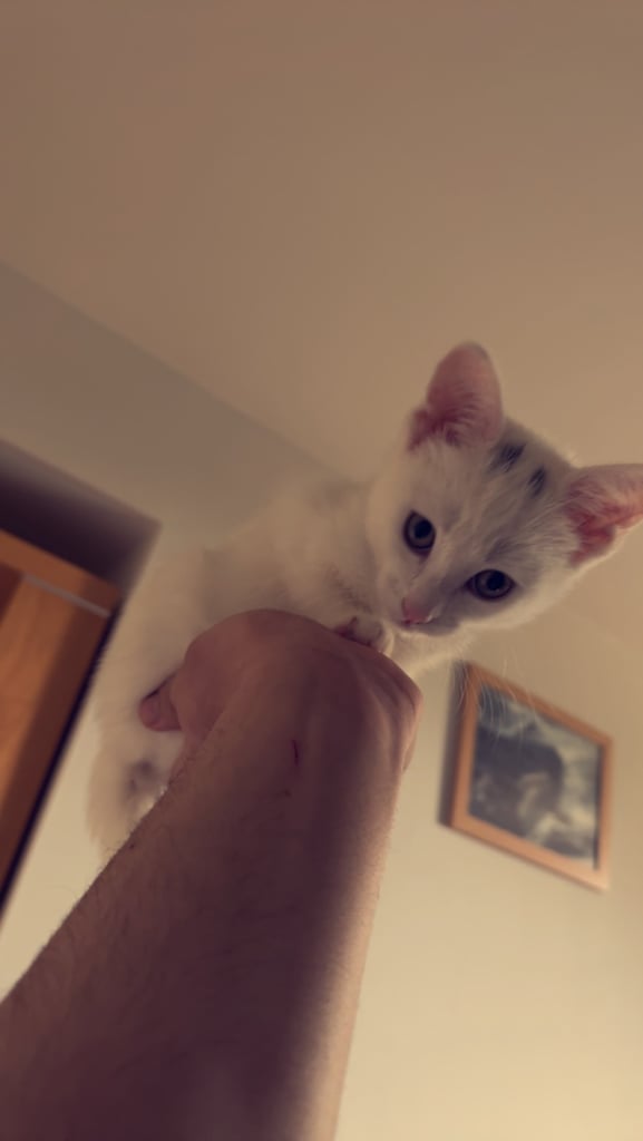 12 Weeks old white kitten for sale