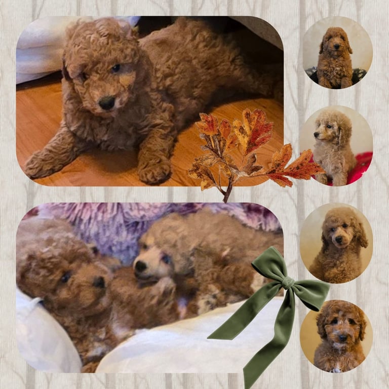 Adorable Cockapoo Puppies 