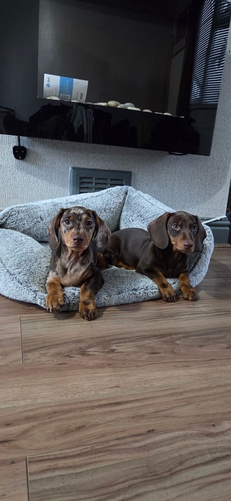 Dachshund pups