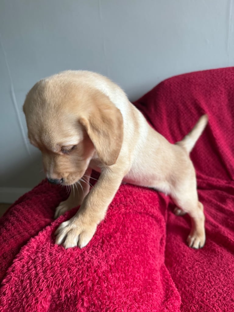 Labrador Pups - 3 black girls 