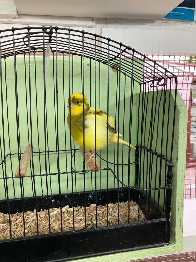 Champion fife canaries 