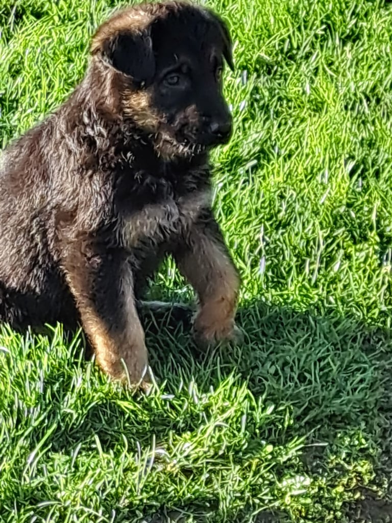 German shepherd pups 