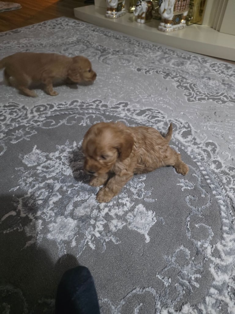 Cockerpoo puppies 