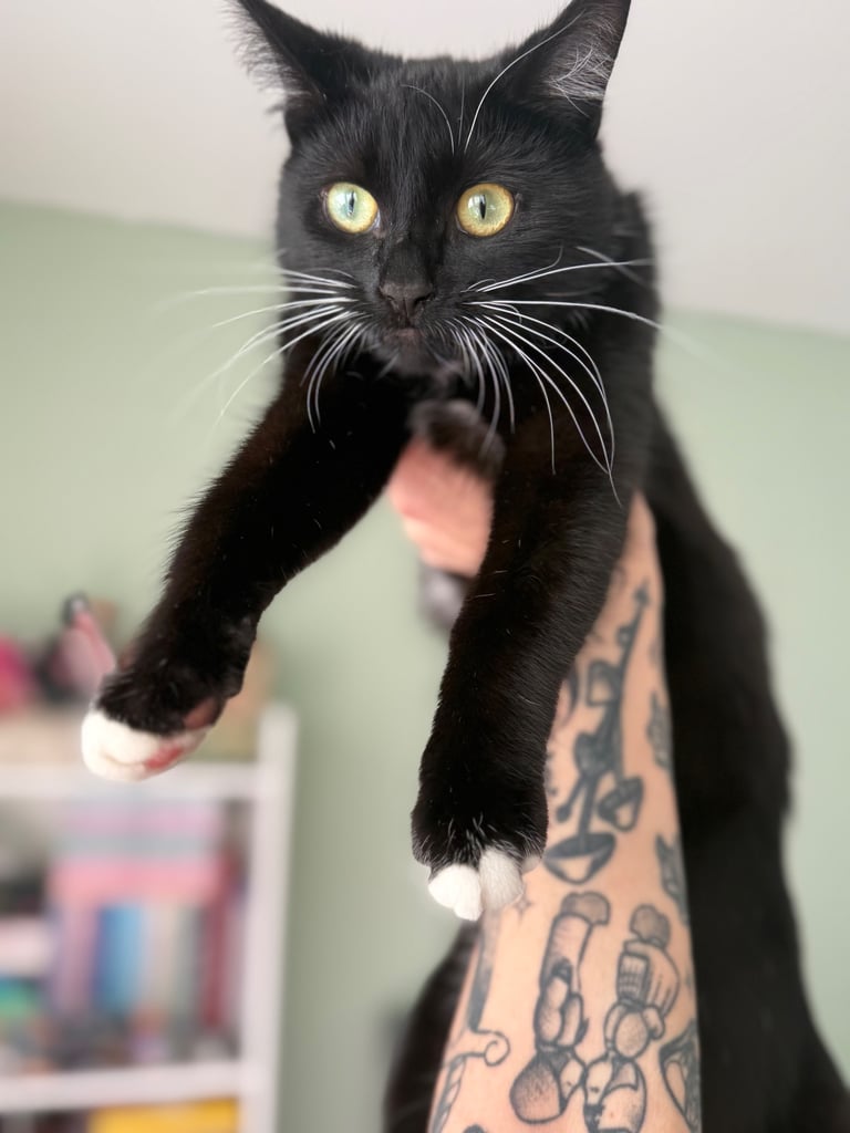 2 x female kittens 11 months old 