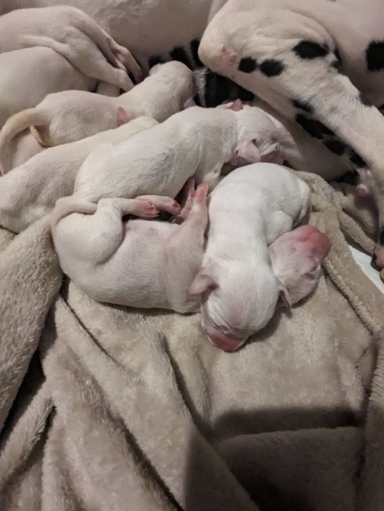 Dalmatians For Sale