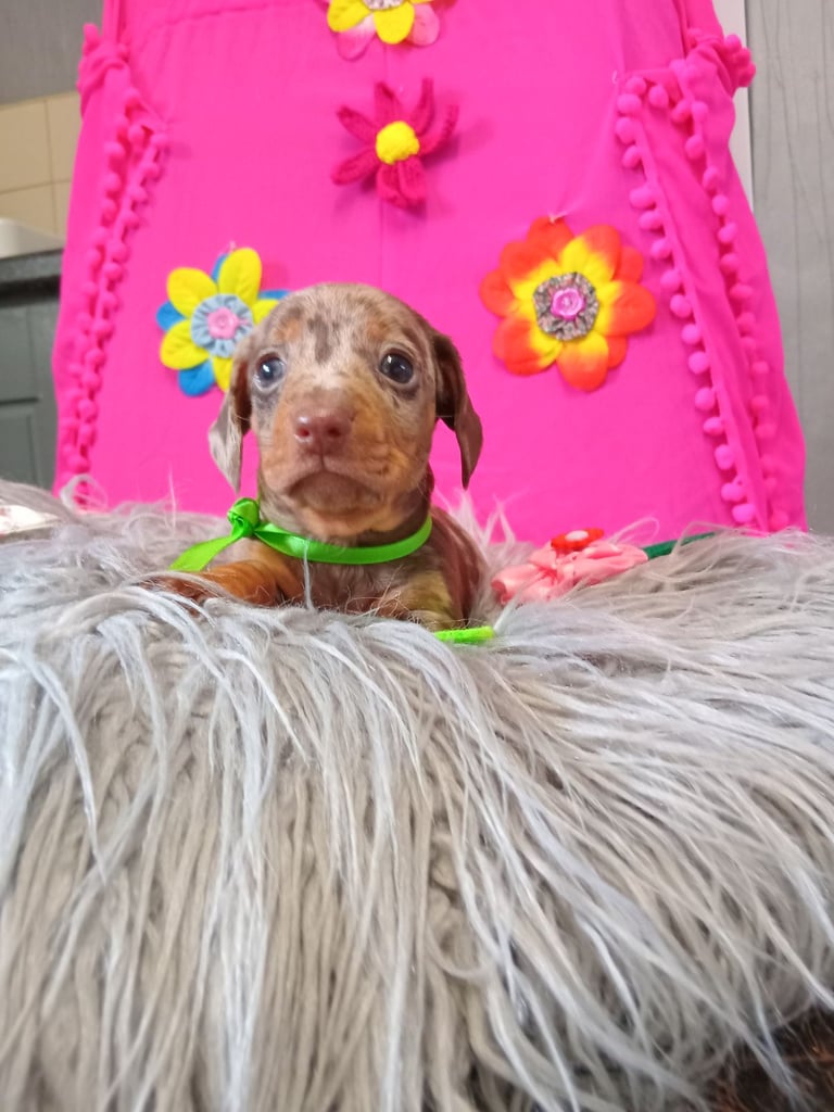 3 miniature duschund 🐶 puppies 