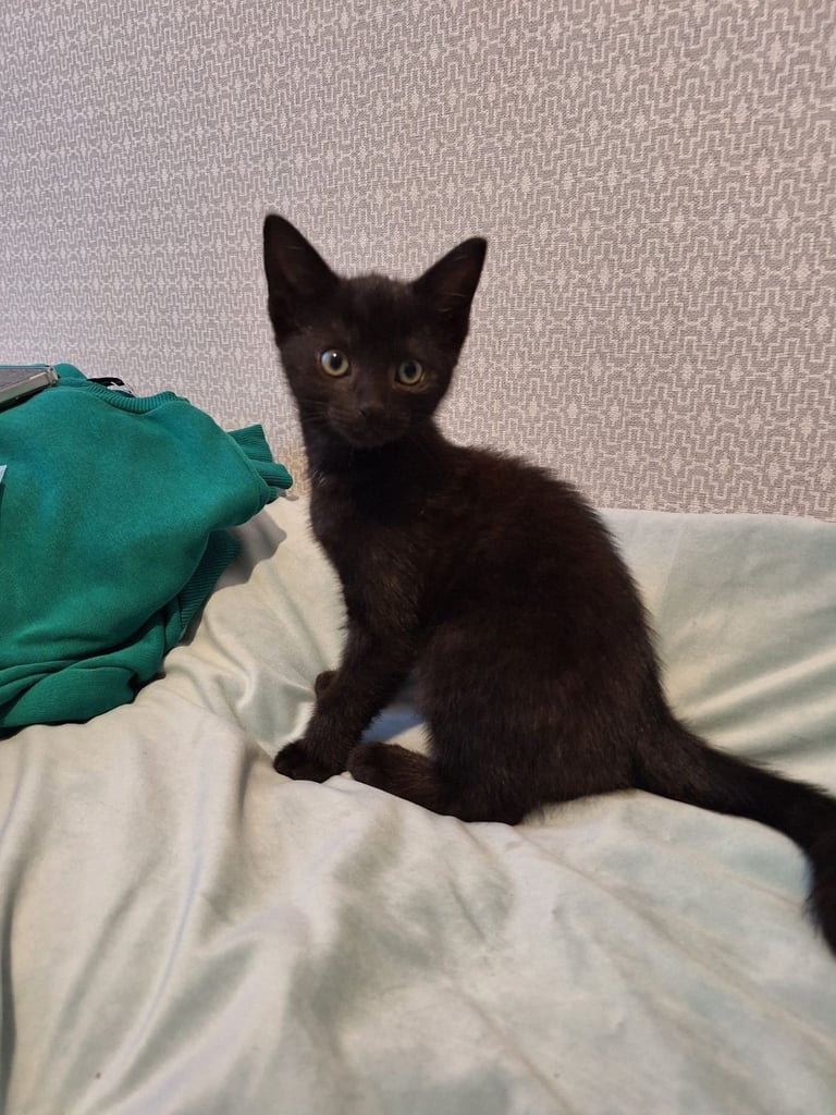 Lovely kittens for sale 