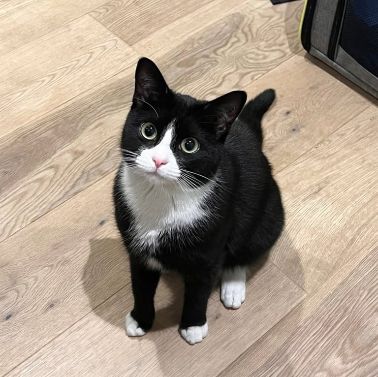 Tuxedo Kitten 5 Months Old