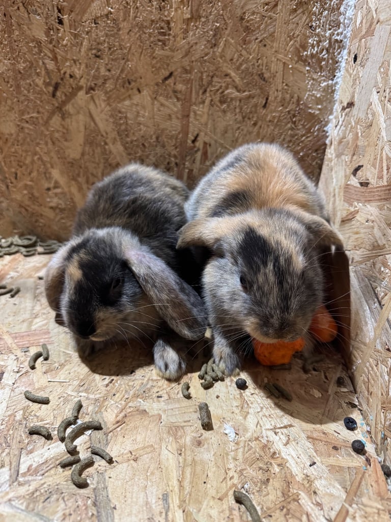Rabbits for sale 